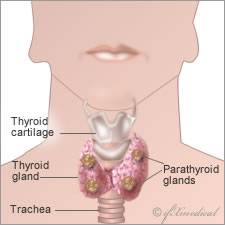 parathyroid